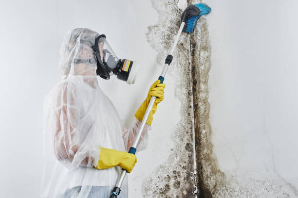 Professional Mold Remediation in Horatio, AR