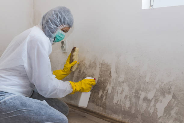 Best Emergency Mold Remediation in Horatio, AR