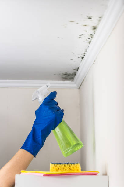 Best Attic Mold Remediation in Horatio, AR